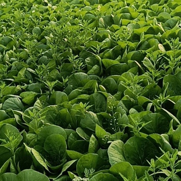 精品毛白菜大量有货各种规格量大从优欢迎选购