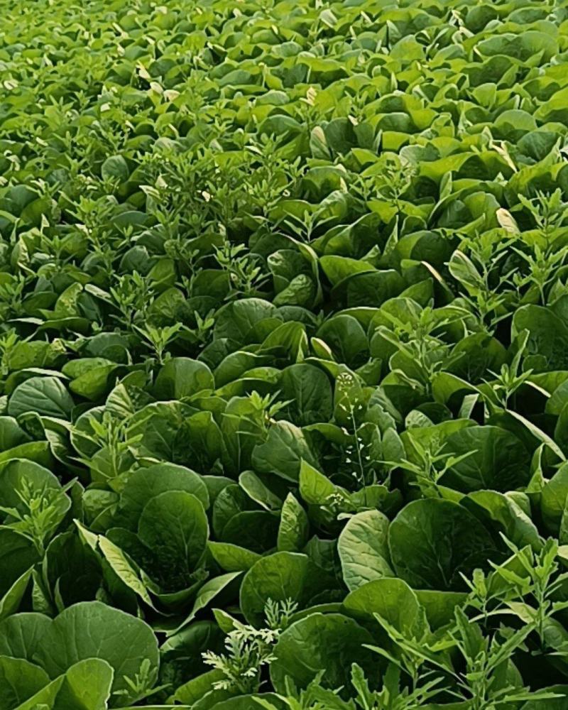 精品毛白菜大量有货各种规格量大从优欢迎选购
