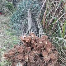 刚竹4-5公分刚竹大量供应多种规格