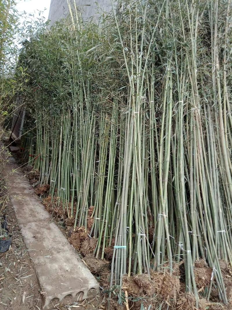 刚竹4-5公分刚竹大量供应多种规格
