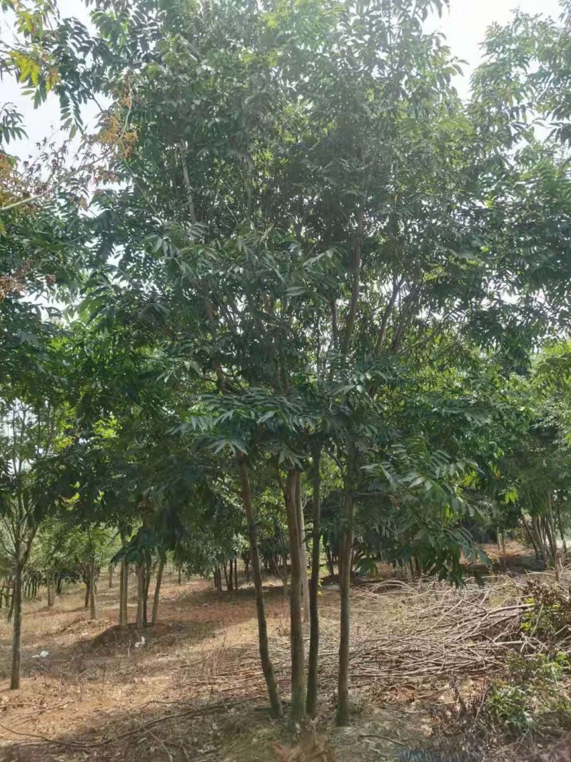 丛生木荷5杆多杆大量供应
