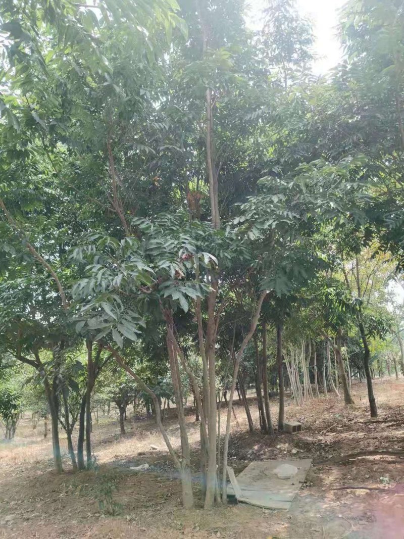 丛生木荷5杆多杆大量供应