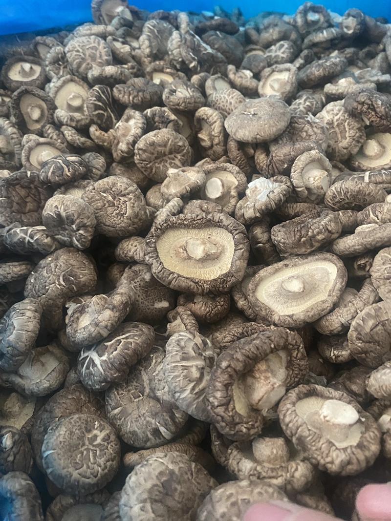 精选河北香菇干冬菇油面菇产地直销口感好一手货源品质保证