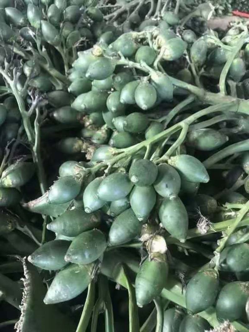 缅甸槟榔