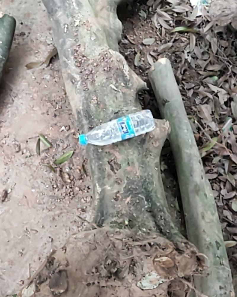 精品枸骨树长期供应