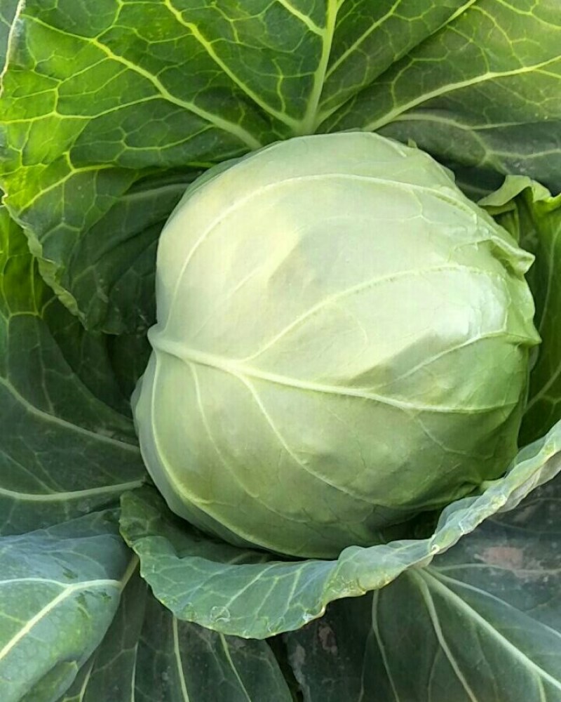 洋白菜，大量上市中。产地直发，价格优惠。欢迎新老客户订货