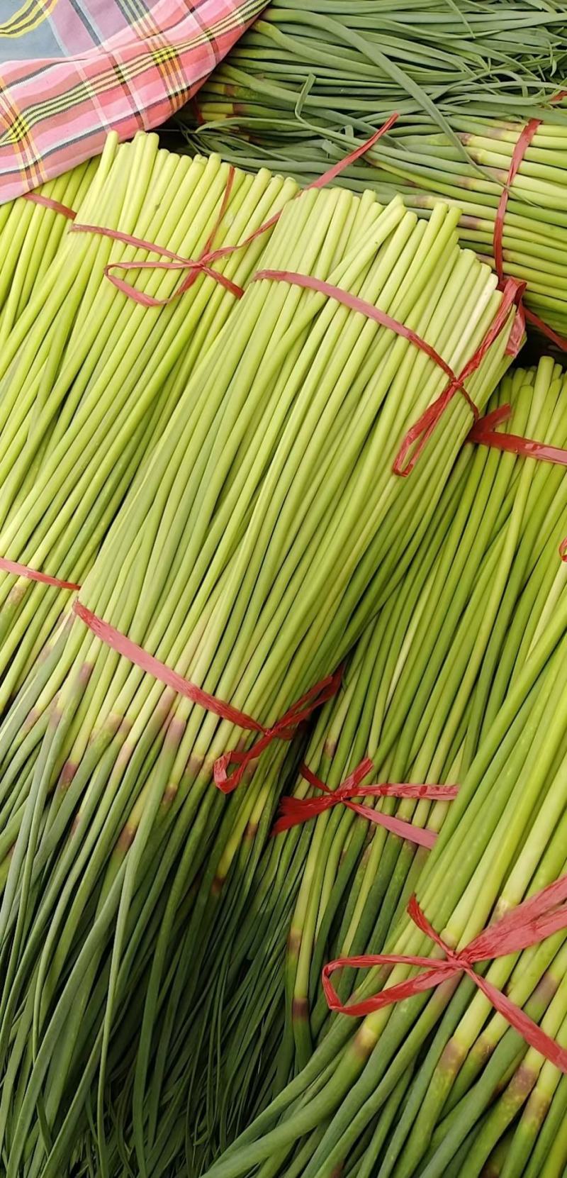 常年代收大蒜，蒜薹