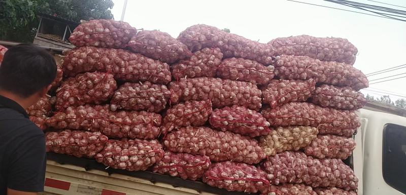 常年代收大蒜，蒜薹