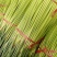 常年代收大蒜，蒜薹