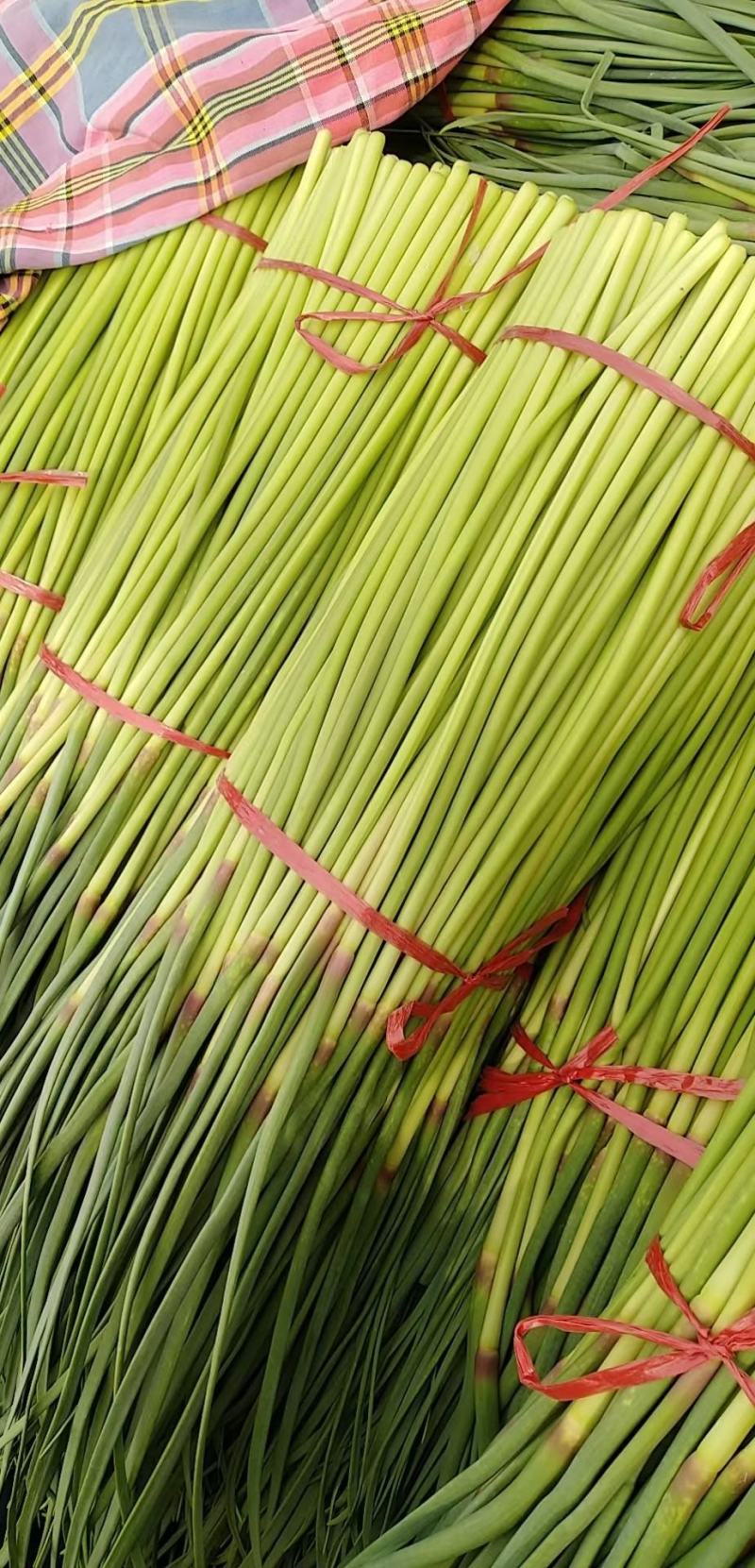 常年代收大蒜，蒜薹