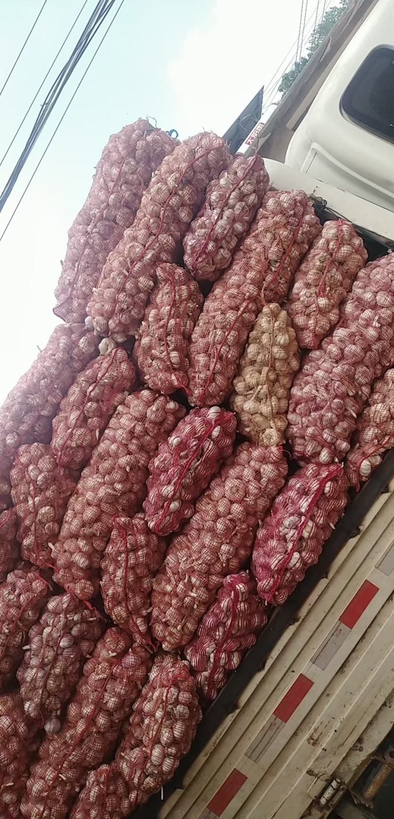 常年代收大蒜，蒜薹