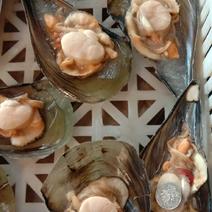 海鲜半壳带子冷冻贝类绿贝带子烧烤水产海鲜
