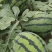 潍坊甜王西瓜种植基地直供精品西瓜大量上市中一手货源