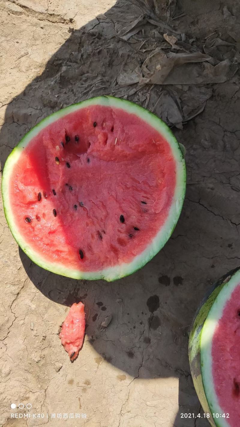 潍坊甜王西瓜种植基地直供精品西瓜大量上市中一手货源