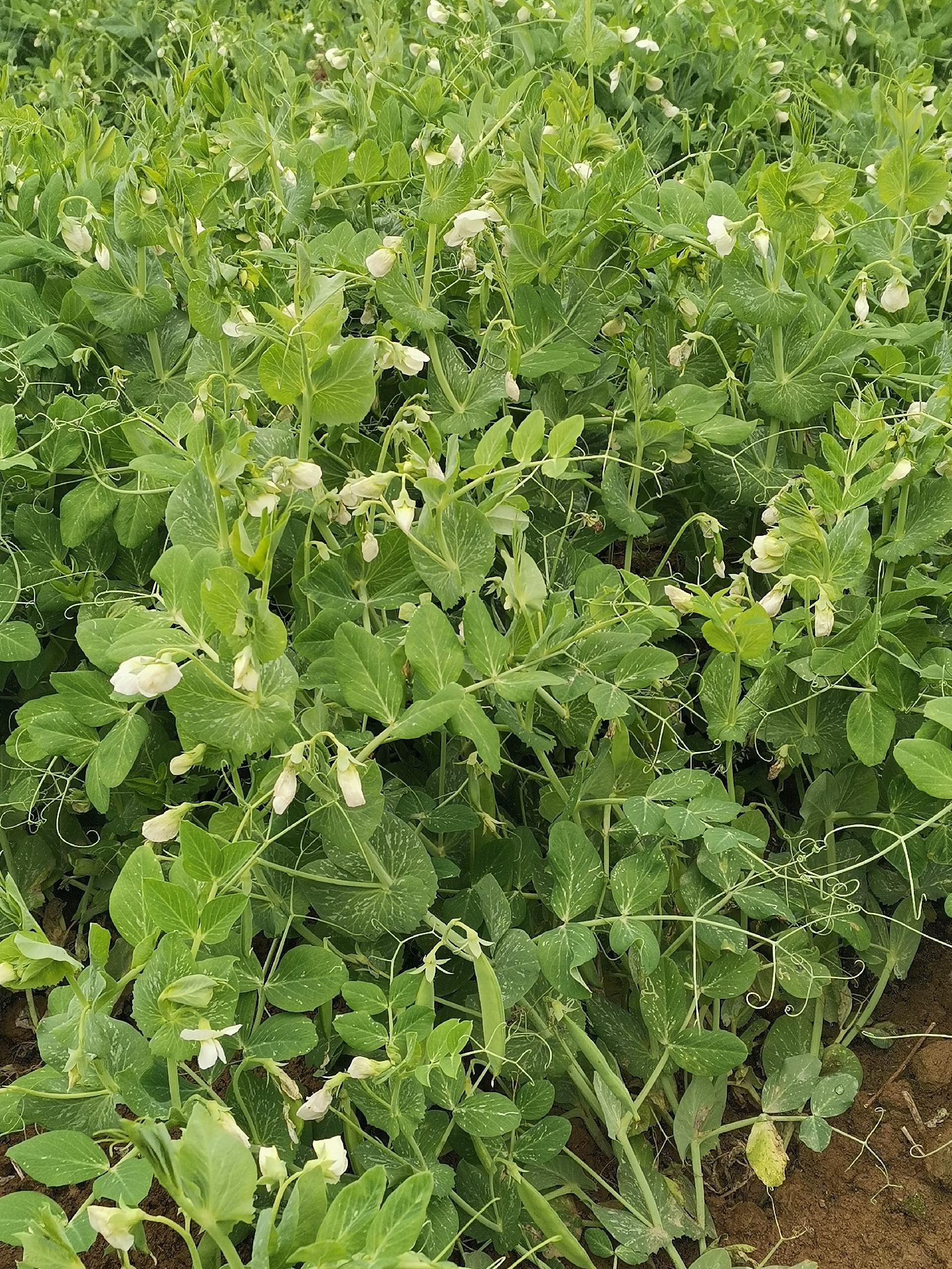 迷你小土豆口感舒适无青头畸形,产地湖北省襄阳市襄州区朱集