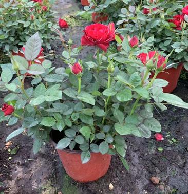 [玫瑰盆花批发]玫瑰盆栽价格10.00元/棵 - 一亩田