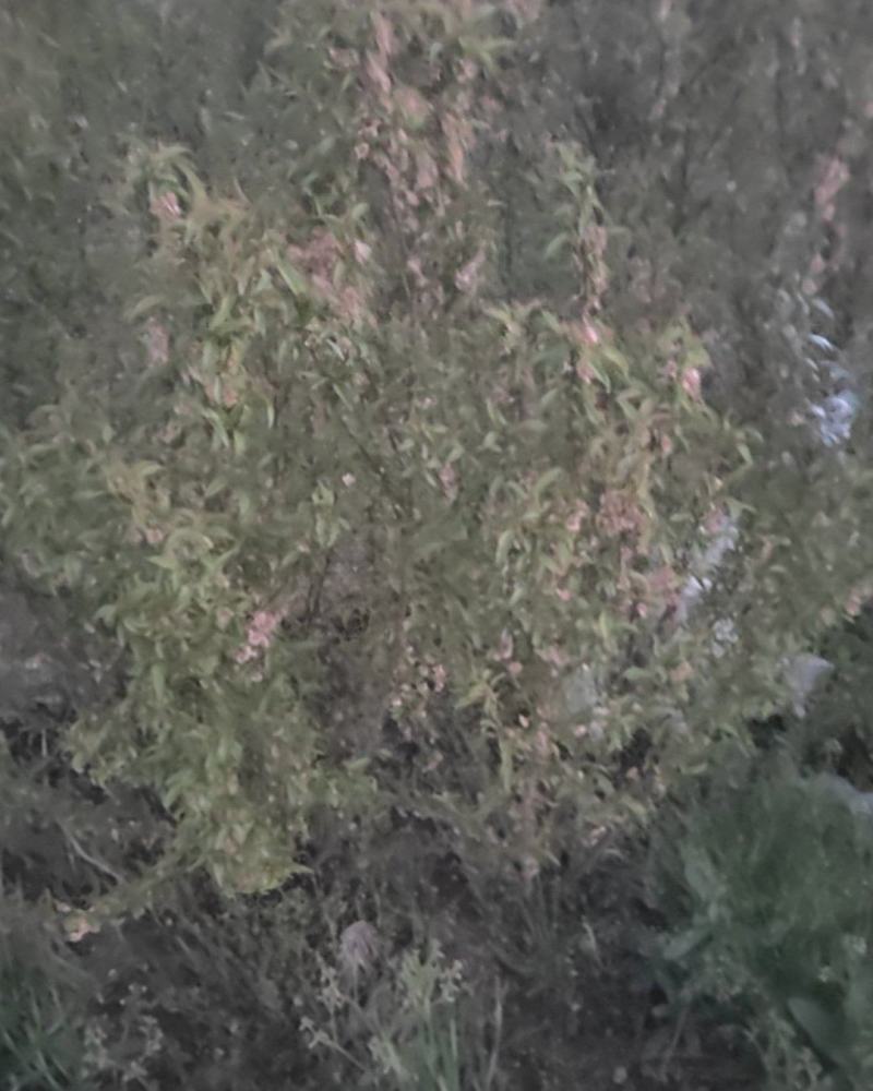 榆叶梅，大量供应，多头丛生高1米左右，量大优惠