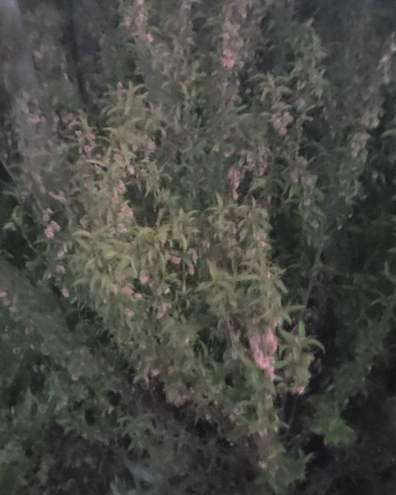 榆叶梅，大量供应，多头丛生高1米左右，量大优惠