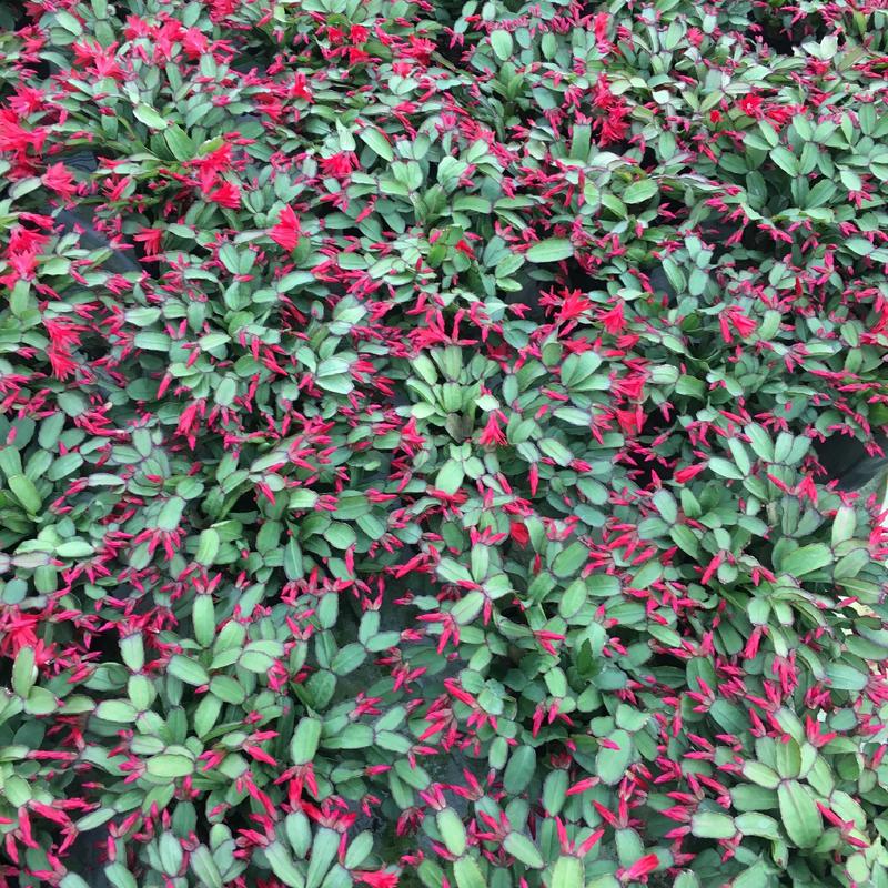 三月红蟹爪兰仙人指盆栽带花苞苗圃发货可视频看货