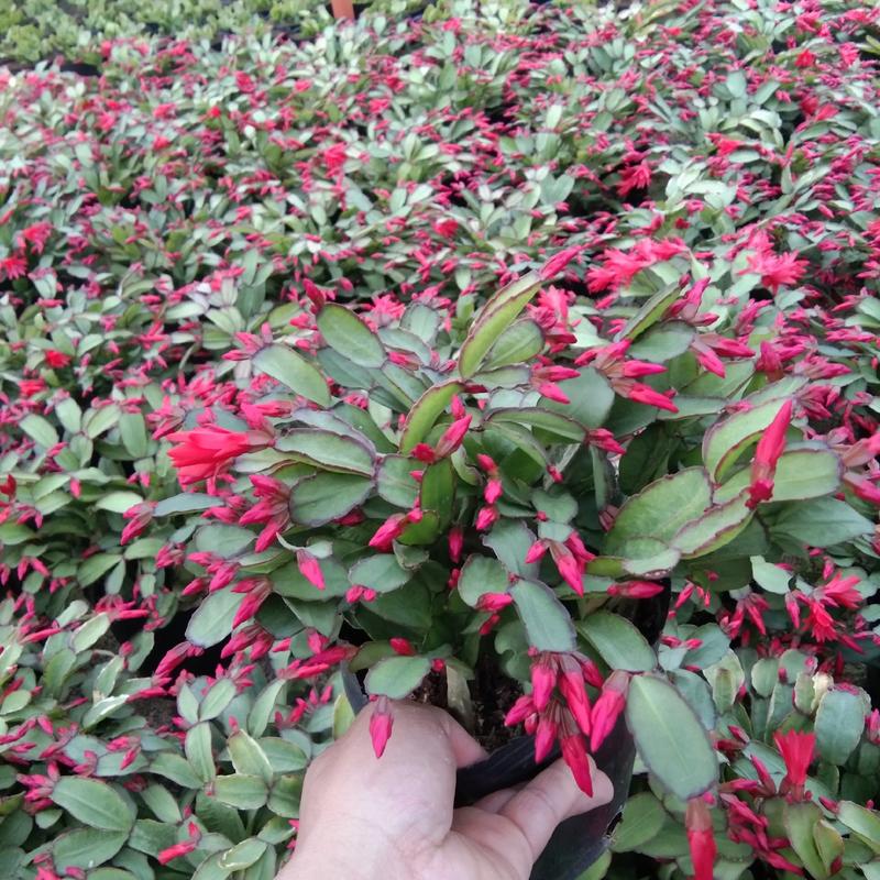 三月红蟹爪兰仙人指盆栽带花苞苗圃发货可视频看货