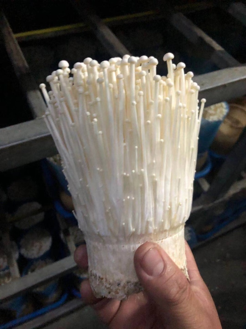 金针菇大量供应平台、****、无限量供应平台