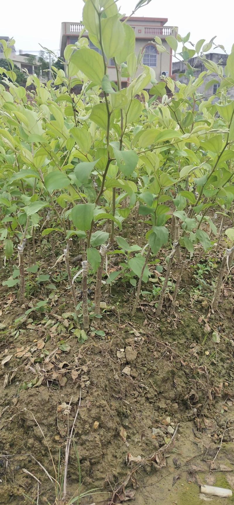 大青枣苗苹果枣苗嫁接苗挂果快果子大个脆甜好吃高产品种