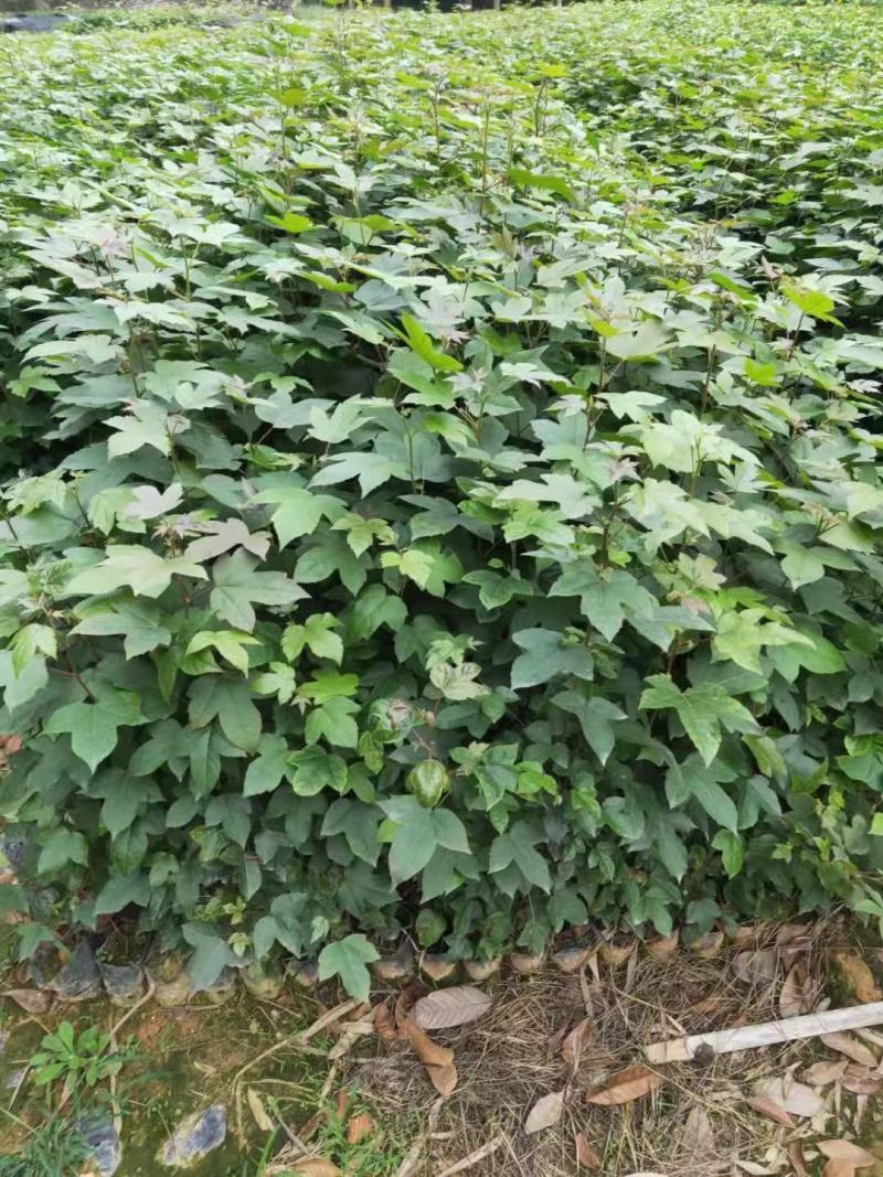 枫香，绿化苗木规格齐全诚信经营量大从优