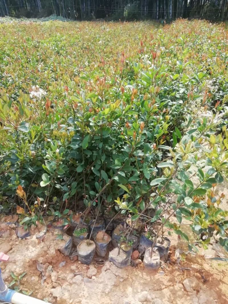 春花，绿化苗木规格齐全诚信经营量大从优