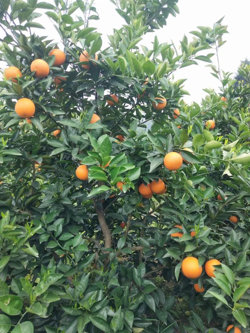 广西阳朔山地夏橙上市中，个大，皮细，肉脆，颜色好，口感好