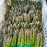 优质芦笋基地直发新鲜采摘，保质保量量大从优