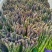优质芦笋基地直发新鲜采摘，保质保量量大从优