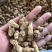 加拿大进口西洋参粒头精选软质花旗参1克2克5克西洋参片粉