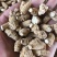 加拿大进口西洋参粒头精选软质花旗参1克2克5克西洋参片粉