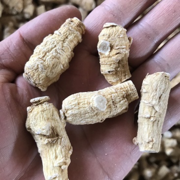 加拿大进口西洋参粒头精选软质花旗参1克2克5克西洋参片粉