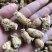 加拿大进口西洋参粒头精选软质花旗参1克2克5克西洋参片粉