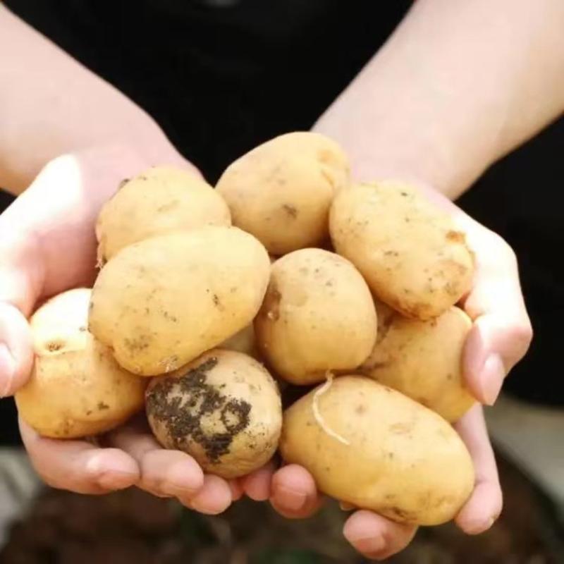 新品迷你小土豆，人工挑选，电商超市平台专用大量供应