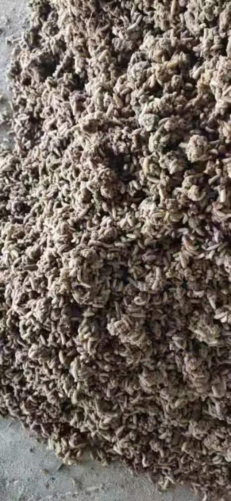 黑水虻水产鸡鸭鱼虾螃蟹蛙类昆虫高蛋白饲料