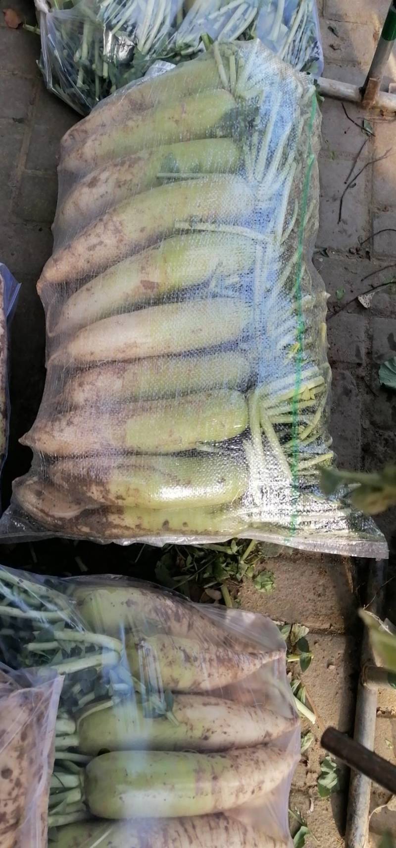【精品】青萝卜产地直发，量大价优一手货源可看货