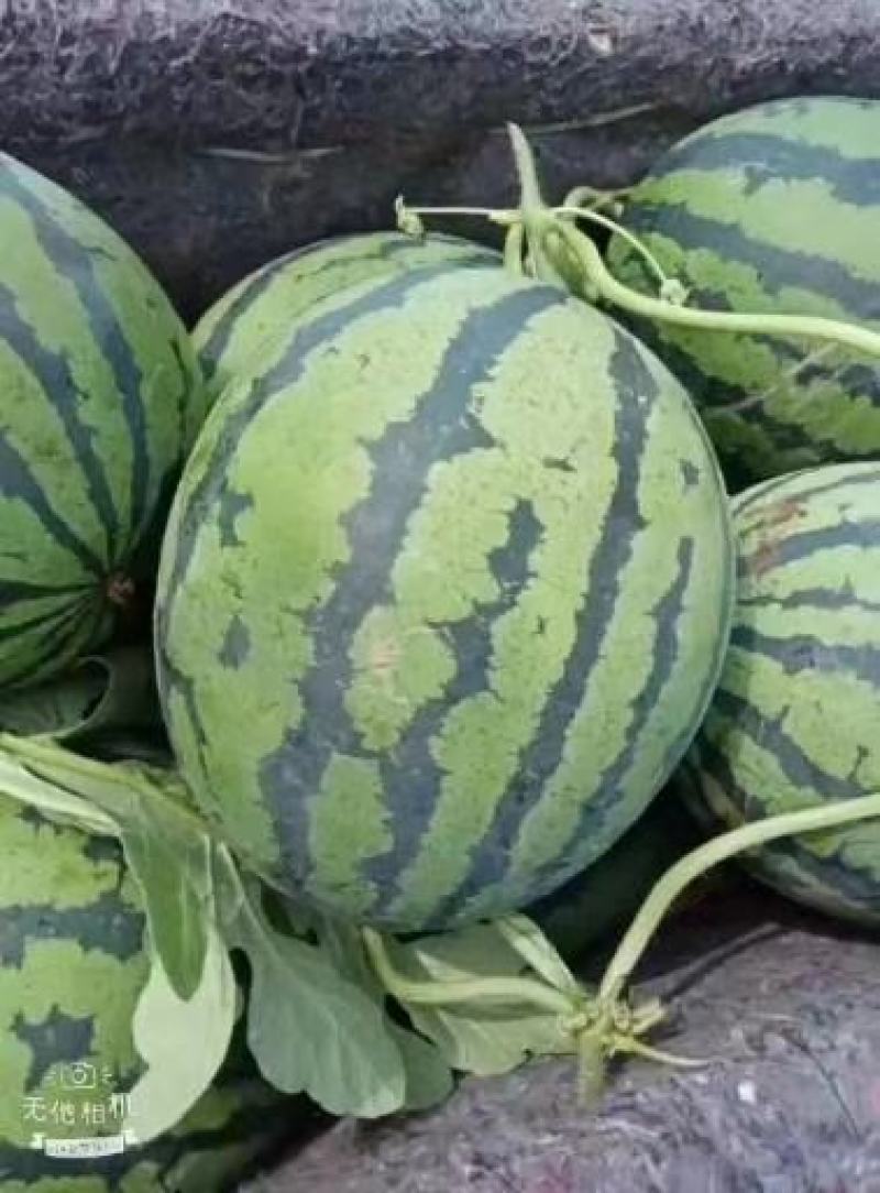 山东潍坊甜王西瓜种植基地直供精品甜王货源充足服务到位