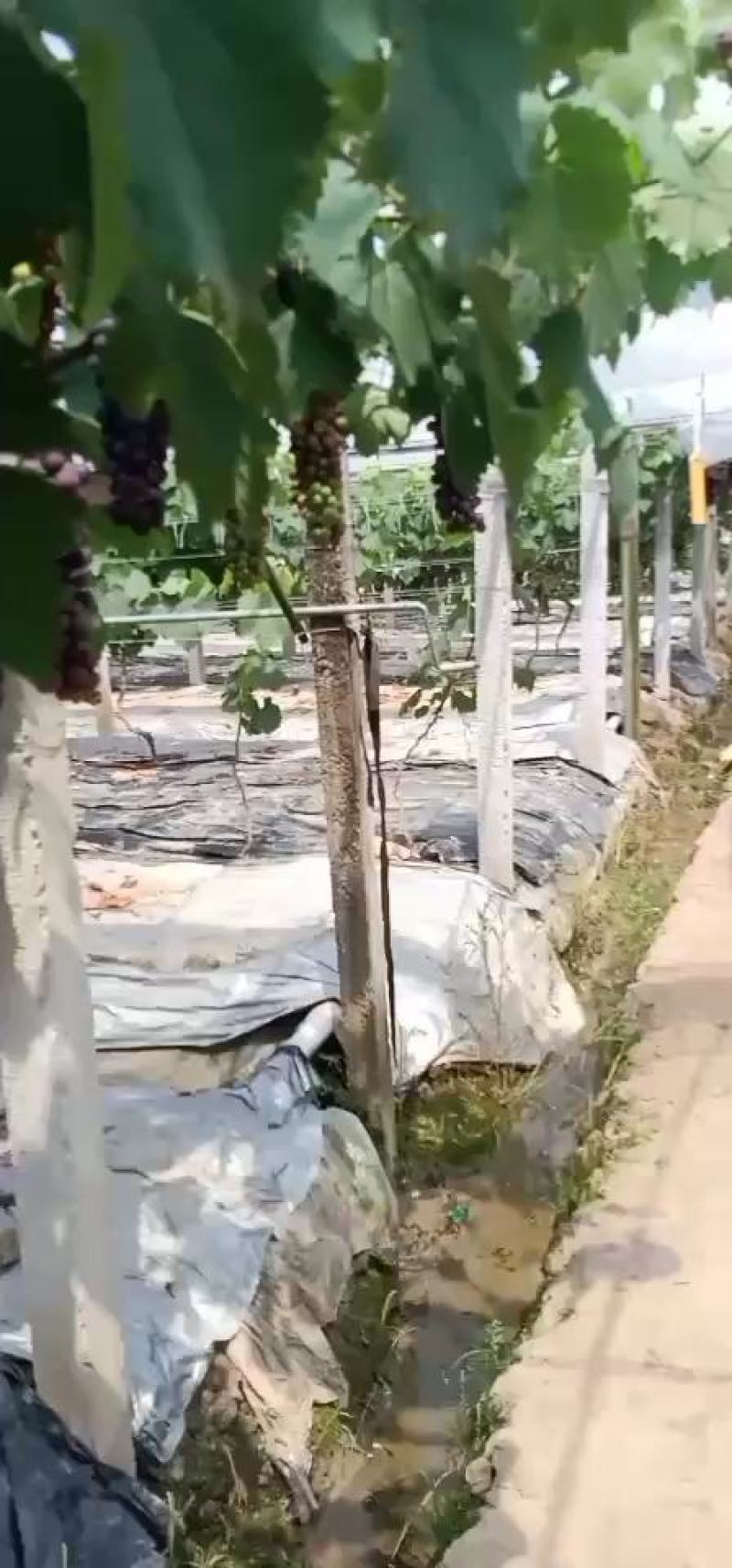 夏黑葡萄产地直销，有需要的在一亩田上留言，我会回复你