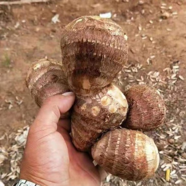 精品奶油芋头30克以上圆球，糯～支持落地配