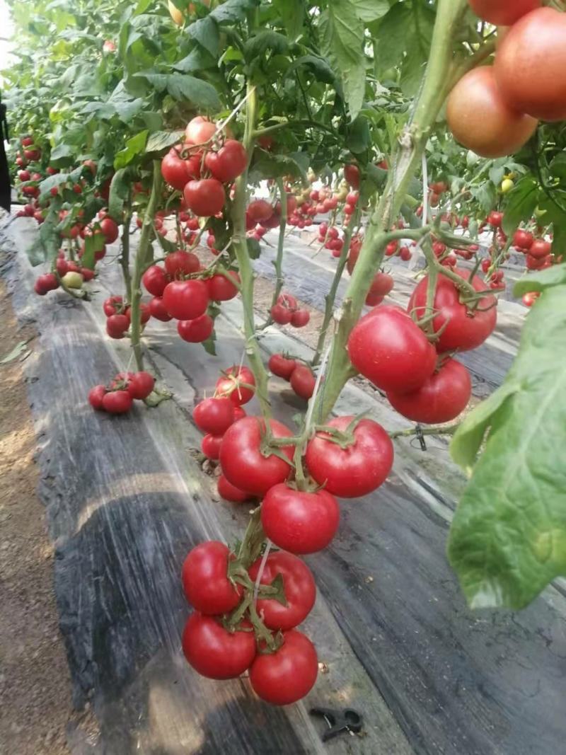 西红柿粉果供应欢迎光临