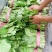 小白菜大量小白菜上市了价格便宜，诚信第一专业代收各种蔬菜