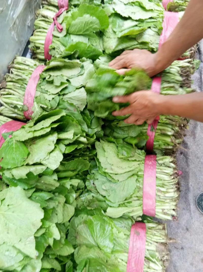 小白菜大量小白菜上市了价格便宜，诚信第一专业代收各种蔬菜