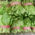 小白菜大量小白菜上市了价格便宜，诚信第一专业代收各种蔬菜