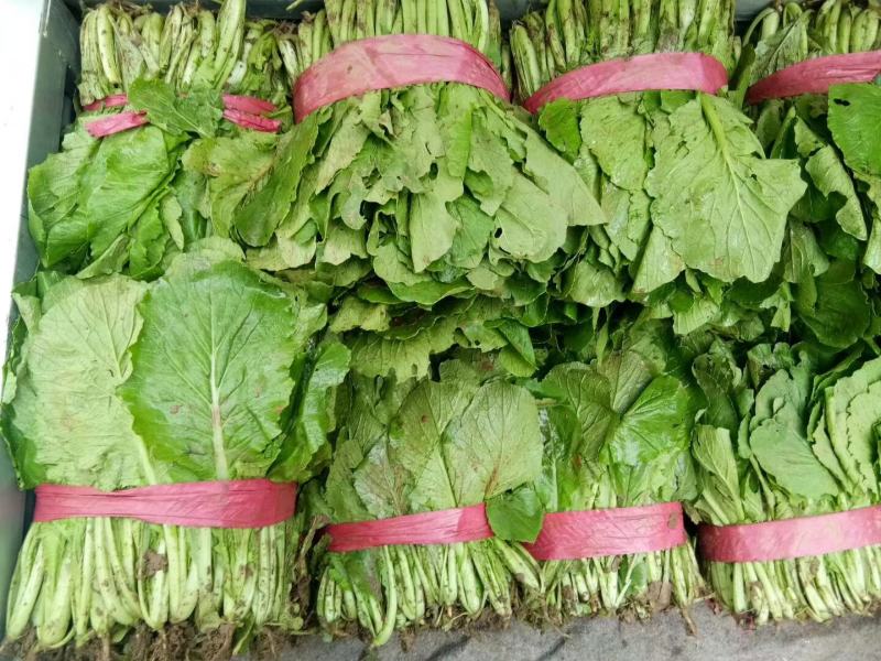小白菜大量小白菜上市了价格便宜，诚信第一专业代收各种蔬菜