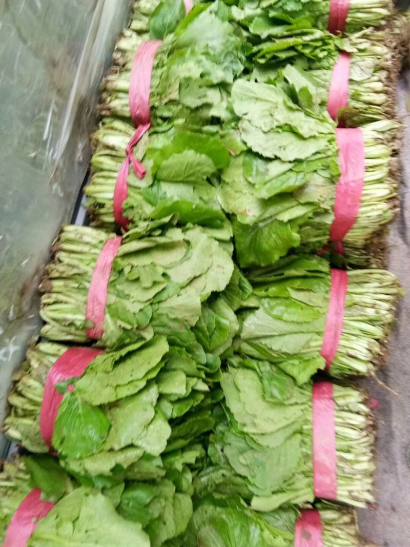 小白菜大量小白菜上市了价格便宜，诚信第一专业代收各种蔬菜