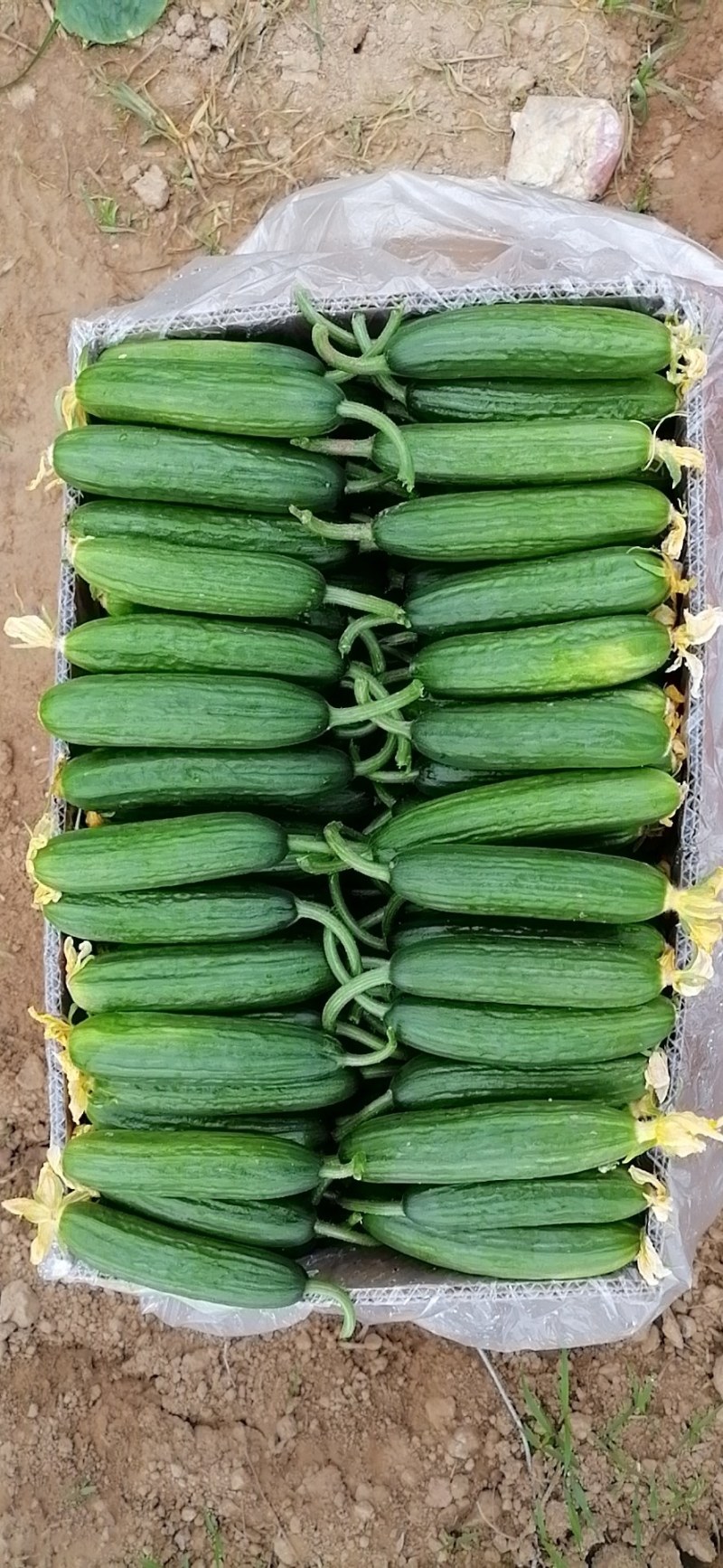 自己家种植的水果黄瓜脆甜现摘现发货全国包邮京东快递