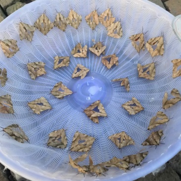 欢迎预订4-5-6-7-8月份的虫卵。专业养殖豆虫（豆丹