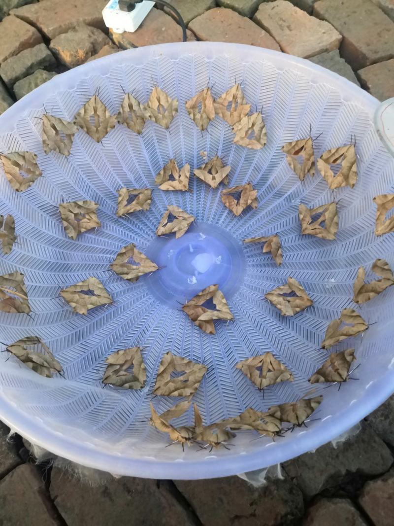 欢迎预订4-5-6-7-8月份的虫卵。专业养殖豆虫（豆丹
